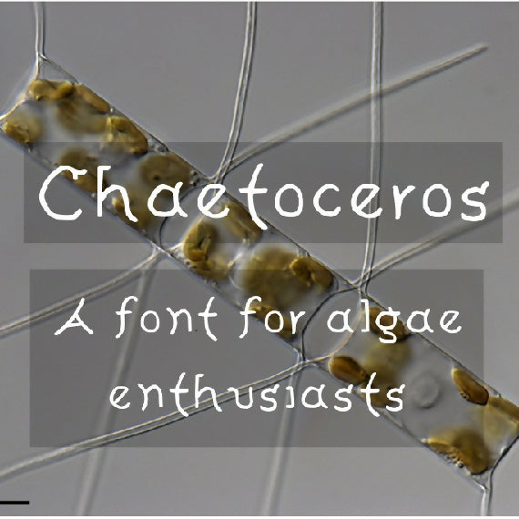 Chaetoceros Font